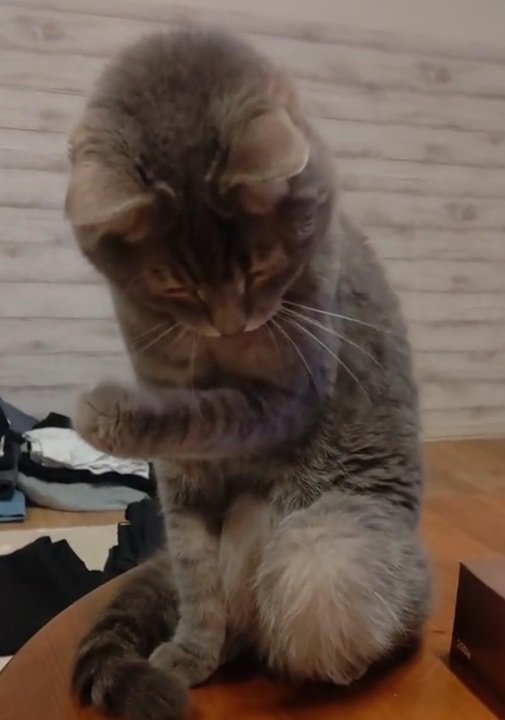下を向く猫