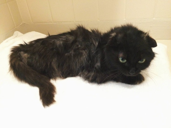 横になっている猫