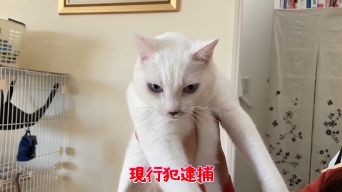 現行犯逮捕