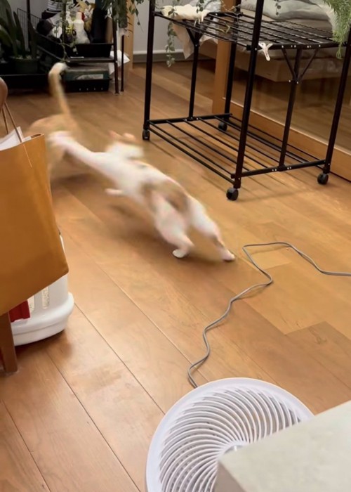 猫が猫を追いかける写真