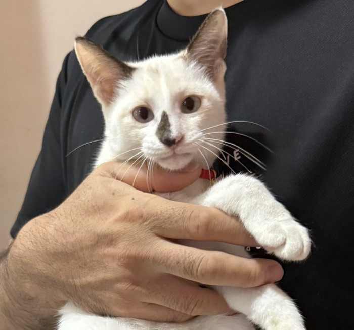 抱っこされているまめちゃん