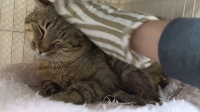 目を細めたたこやきくんが