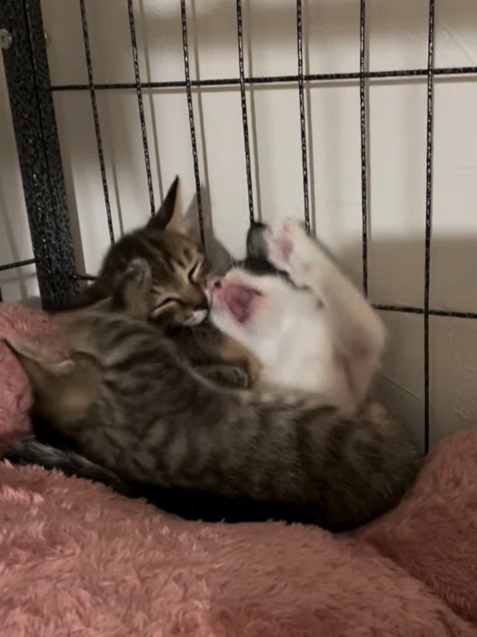 取っ組み合う子猫たち
