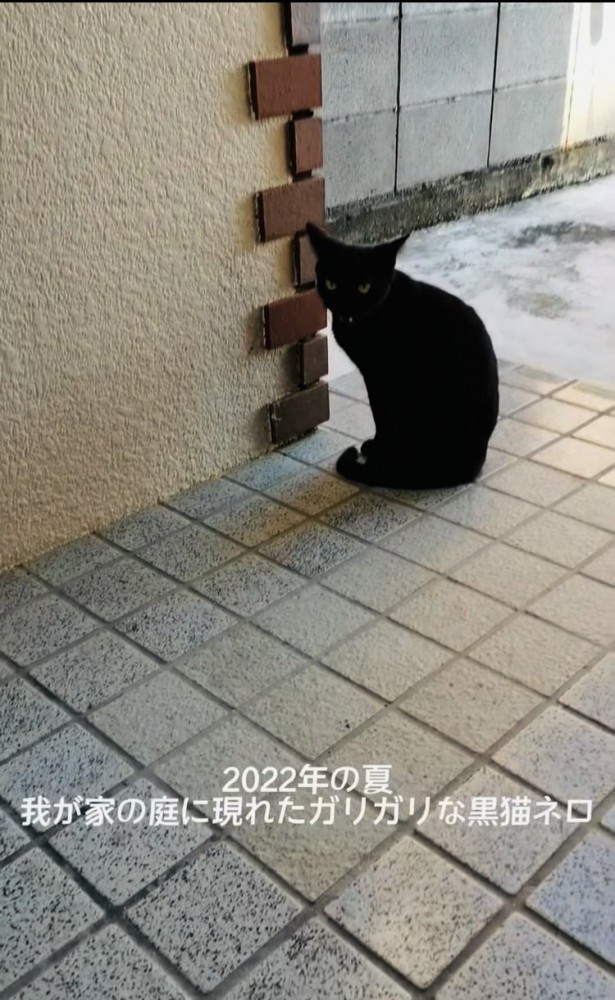 庭に現れた黒猫