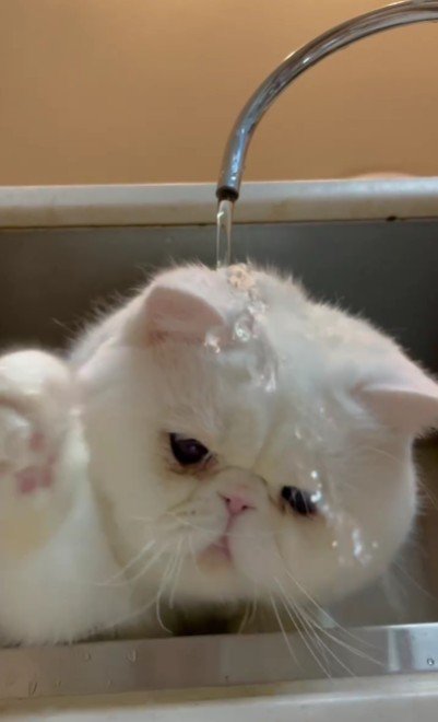 水遊びをする猫