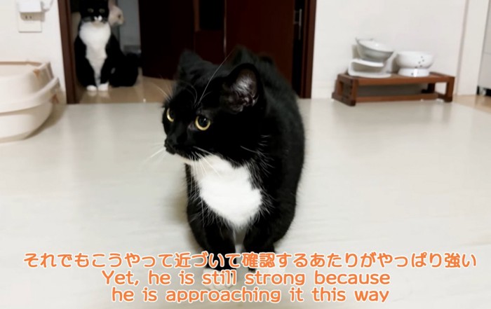 顔を上げて向かって左を向く黒白猫