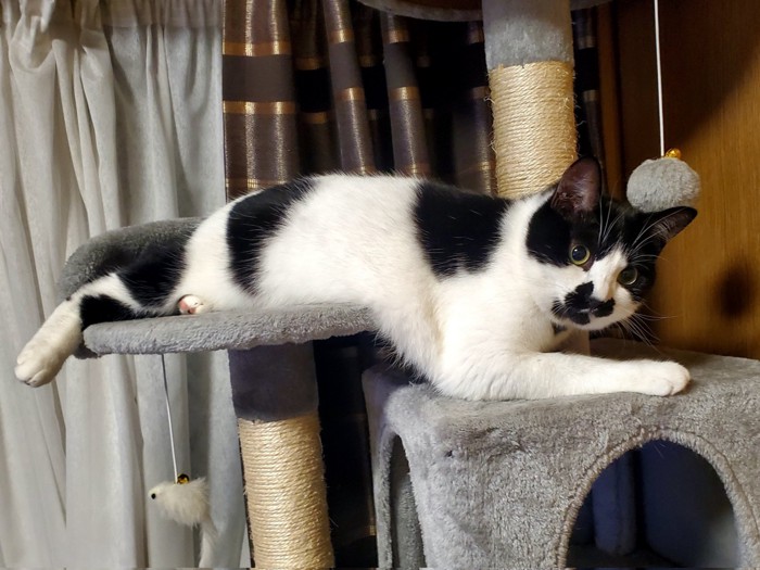キャットタワーに寝そべる白黒猫