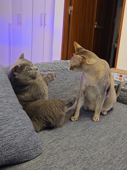 向かい合う2匹の猫