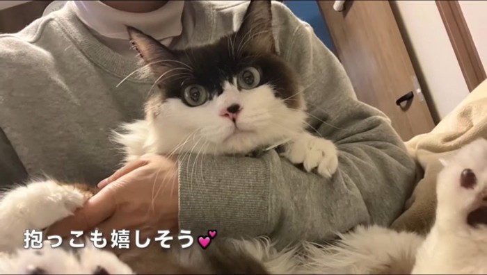 抱っこされる母猫