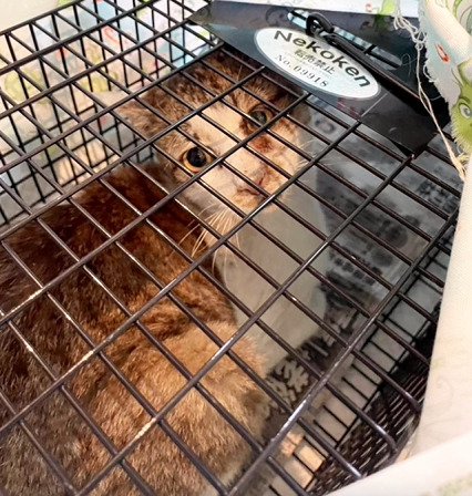 捕獲機に入った猫