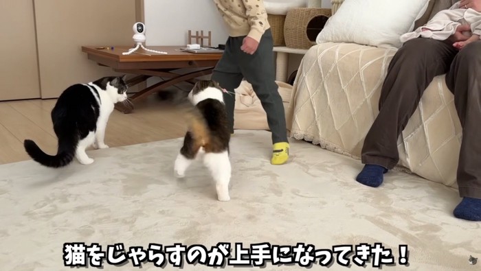 猫をじゃらすお兄ちゃん
