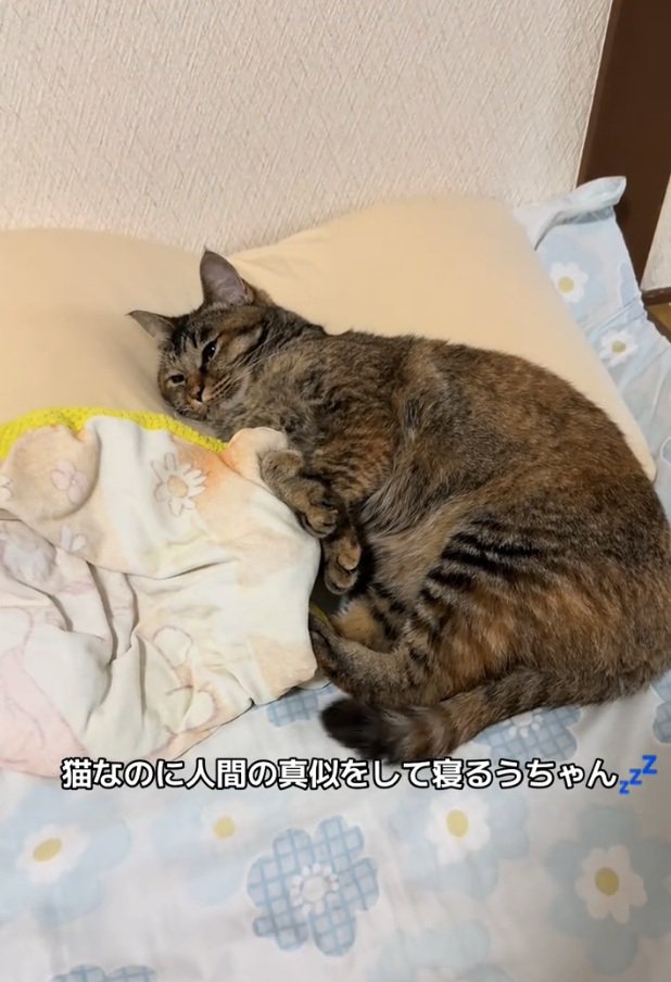 枕を使って眠る梅干しちゃん