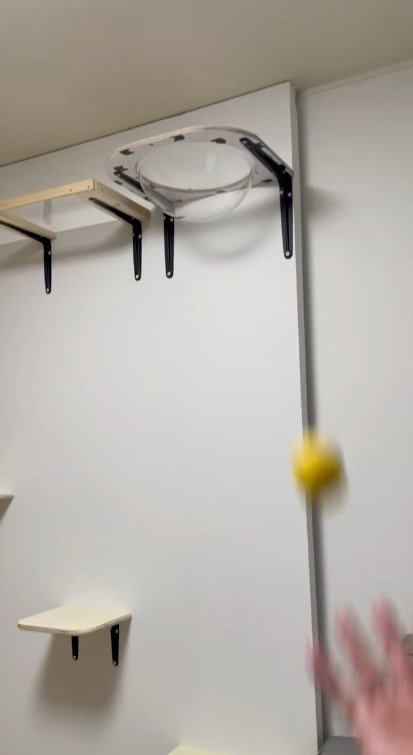 ボールをキャットウォークのベッドに向かって投げる飼い主