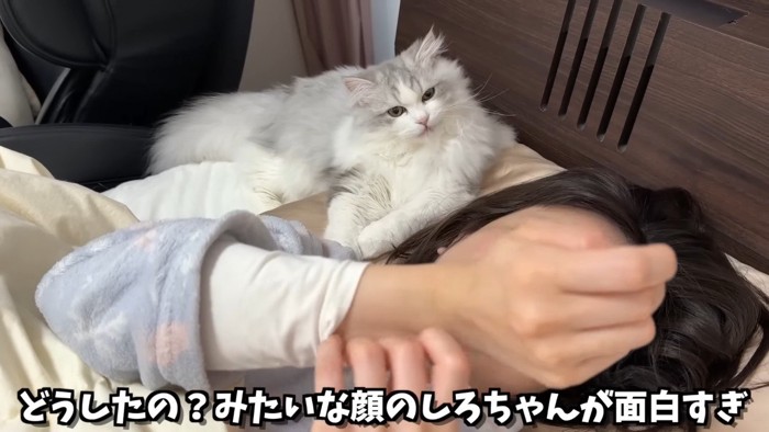 首を傾げるしろがね丸くん