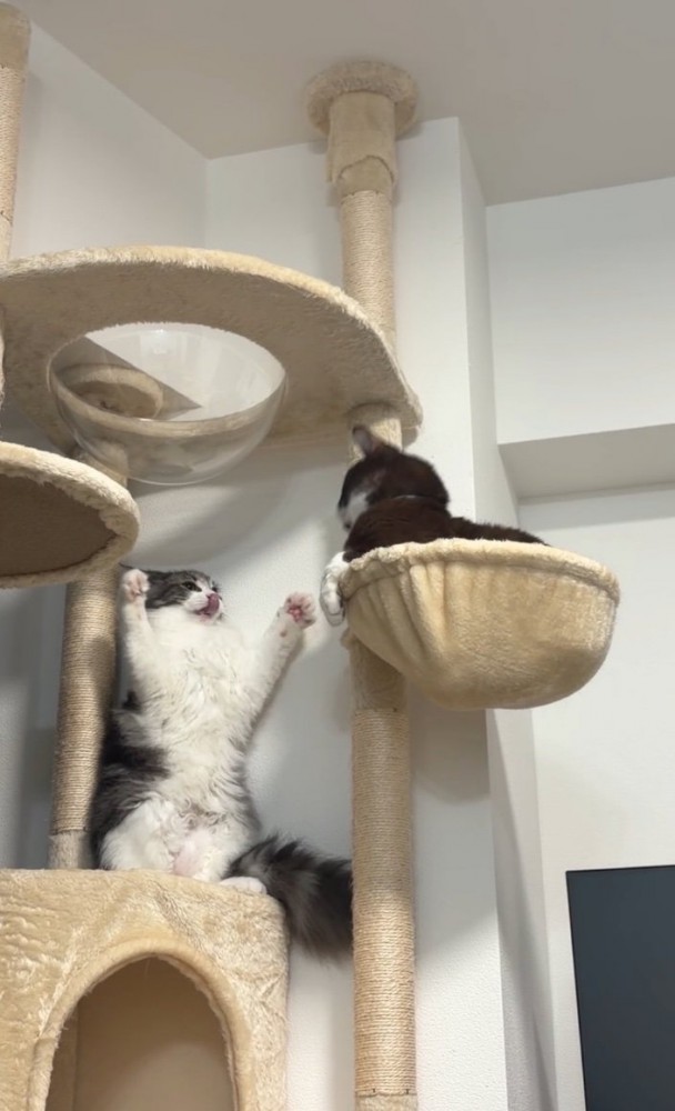 威嚇する猫と見つめる猫2