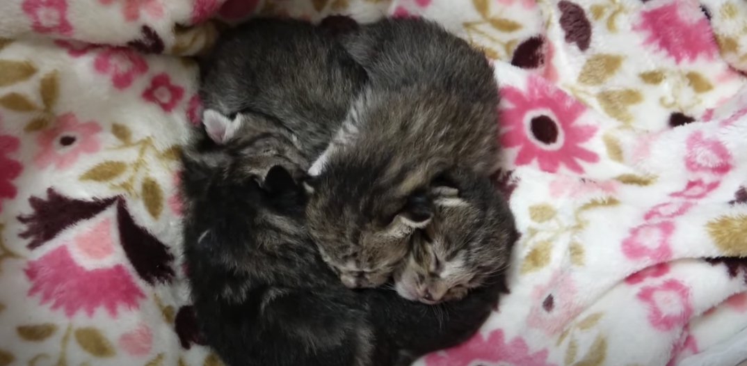 くっついて寝ている4匹の子猫