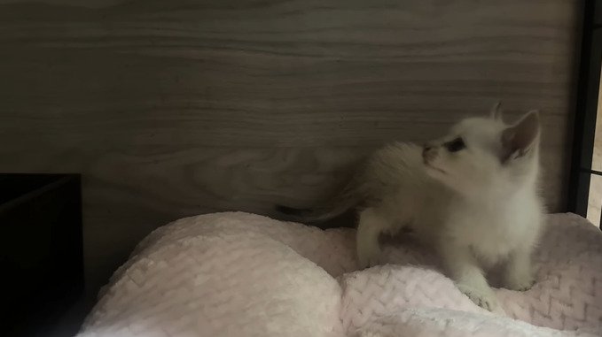 振り返る子猫