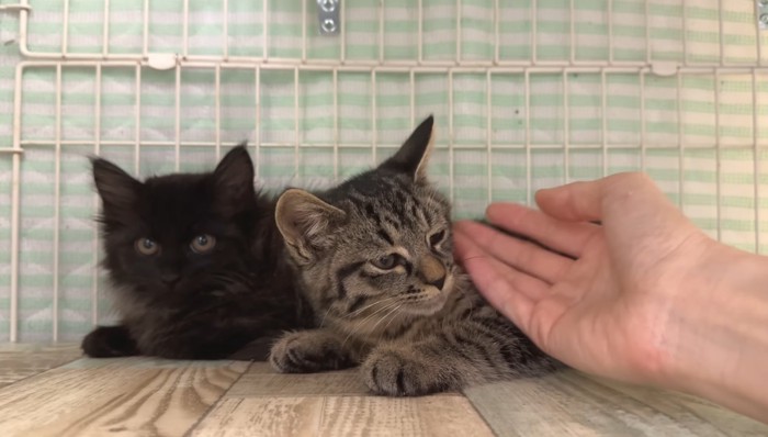 手を見るアズマくん