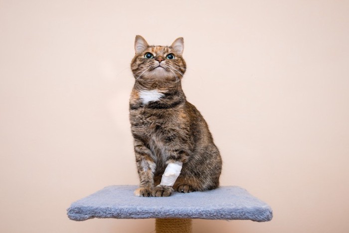 キャットタワーの上の包帯を巻いた猫