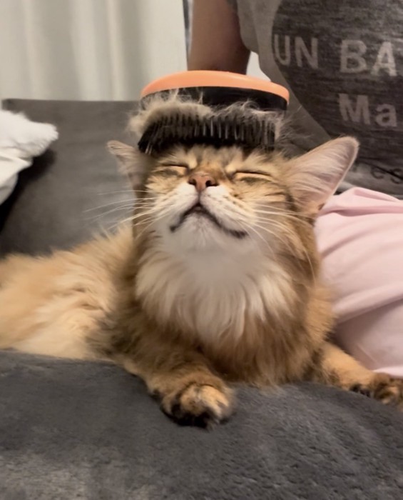 ブラッシングされる茶柄の猫