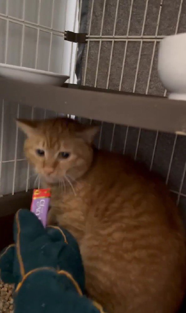 おやつを味わう猫