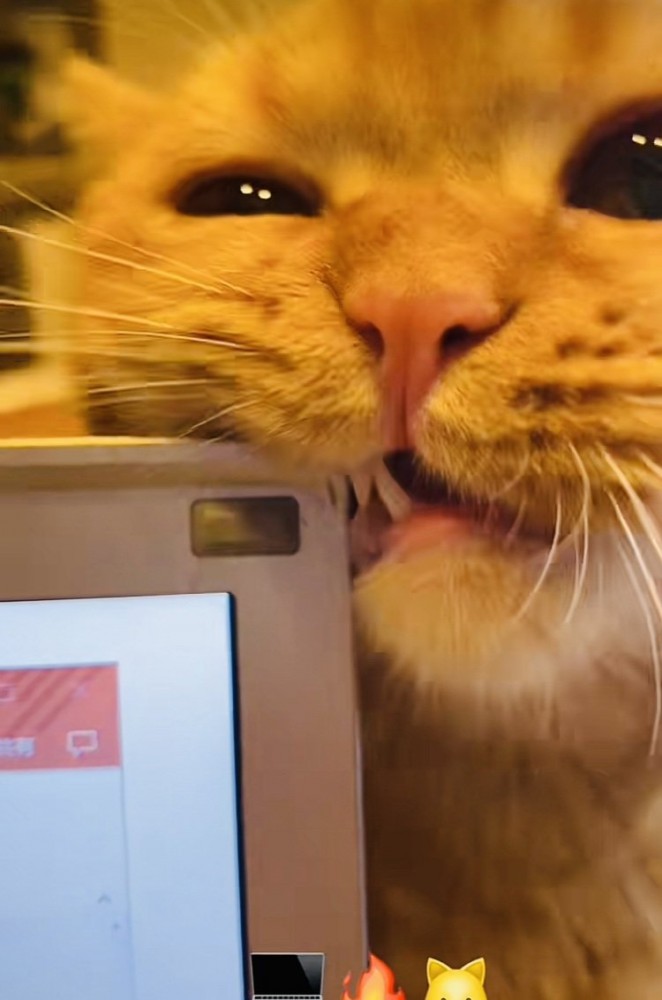 ノートパソコンを齧るミックス猫