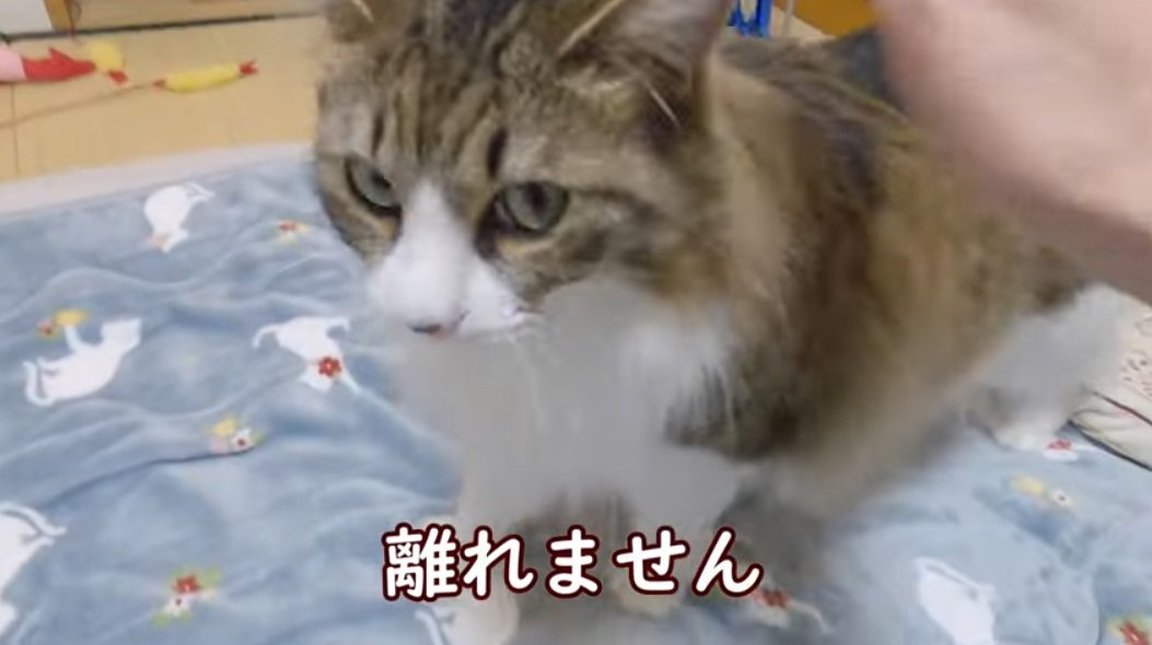 %撫でられ待ちのノルウェージャンフォレストキャット