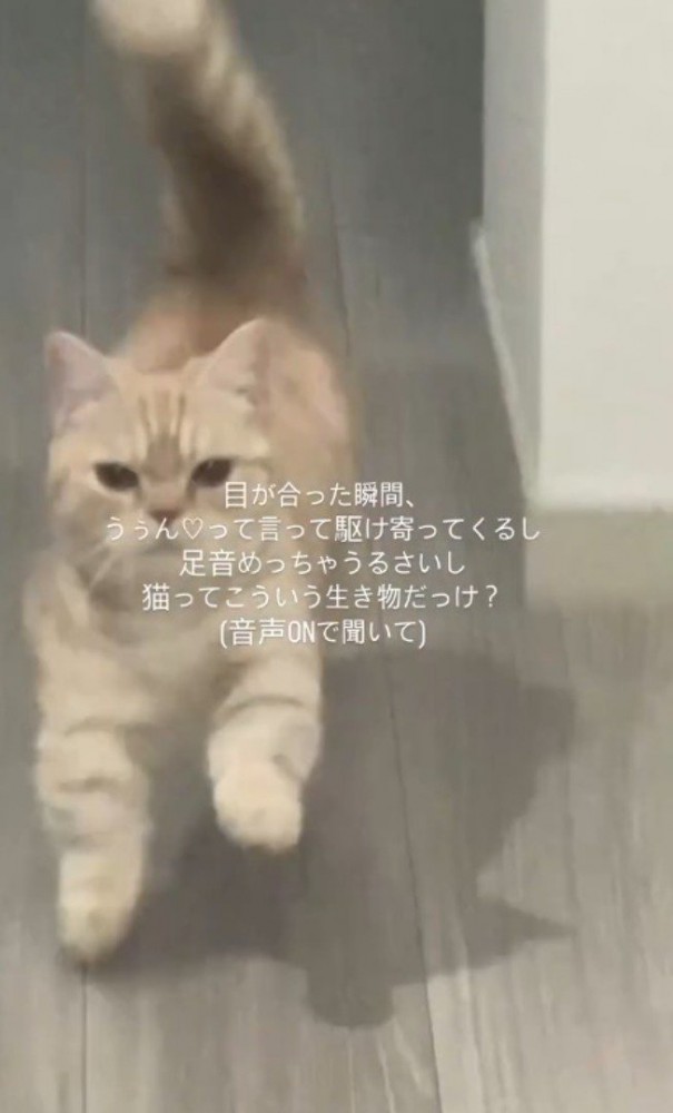 大きな足音をあげて飼い主の方へ近づいてくる猫