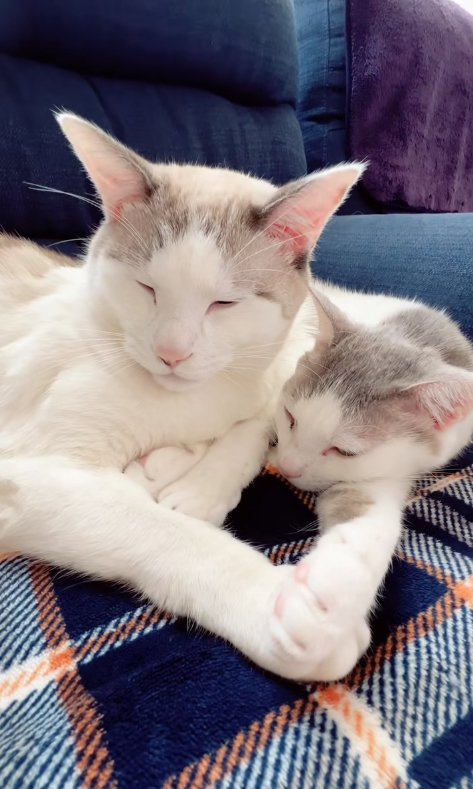 手を重ねて寝ている2匹の猫