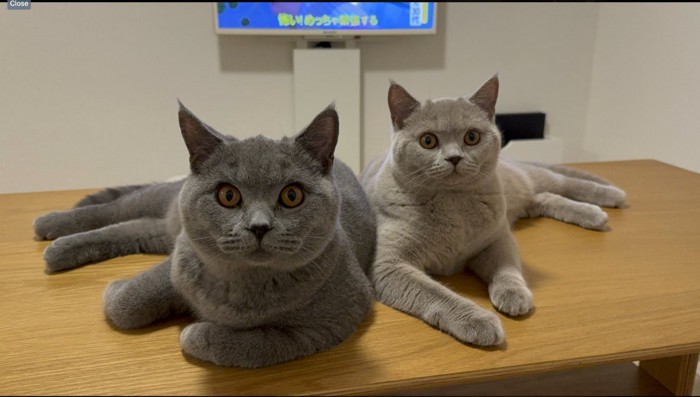 こちらを見る2匹の猫