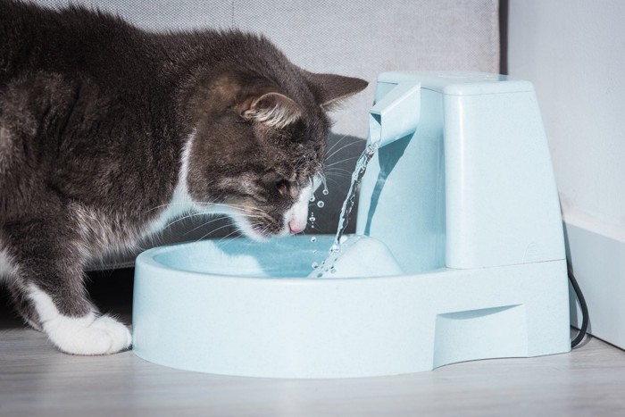 水を飲む猫