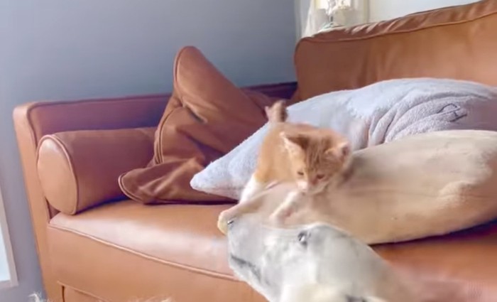 ちょっかい出す子猫