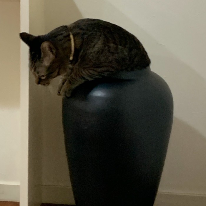 壺から出る猫