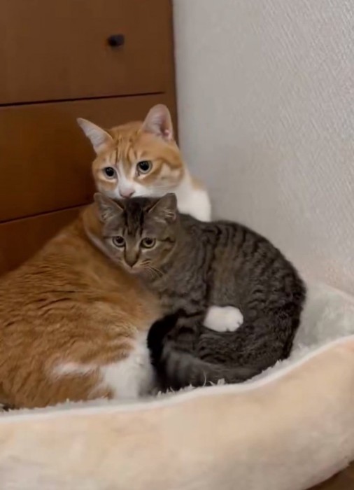 子猫を抱きしめ直す猫
