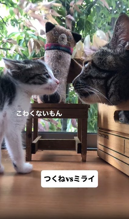 にらみ合う2匹の猫