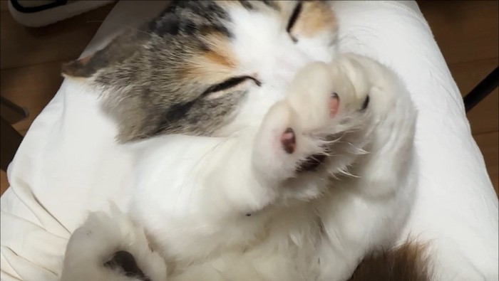 ふみふみタイム中の猫さん