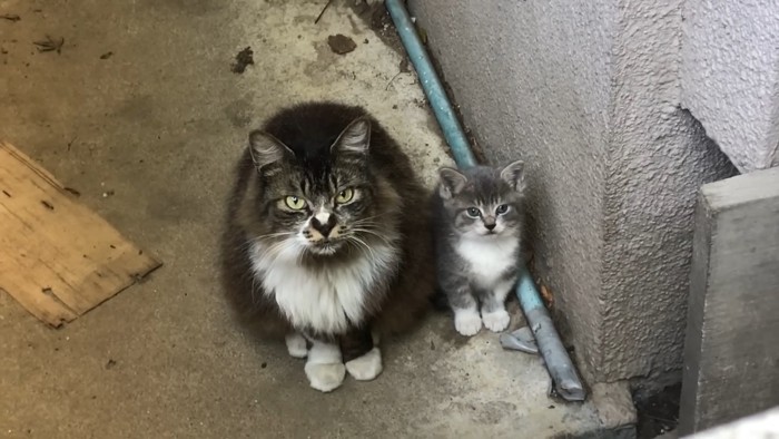 並んでいる親子猫