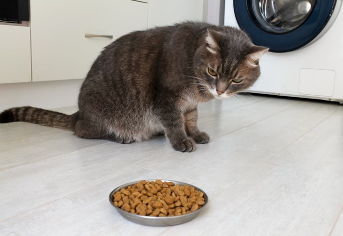 食事を食べようとしない猫