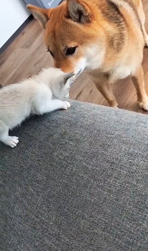 ソファの上にいる子猫を見つめる柴犬