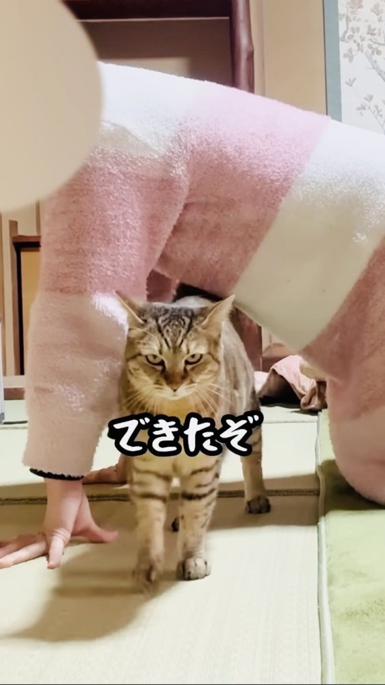 ママのお腹の下をくぐるサビ猫