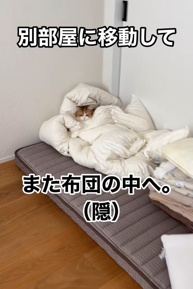 白い布団の中にいる猫