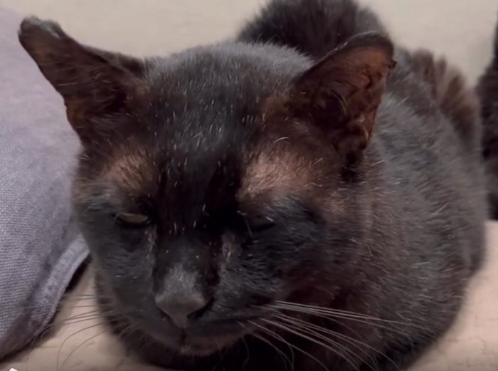 目を瞑る猫