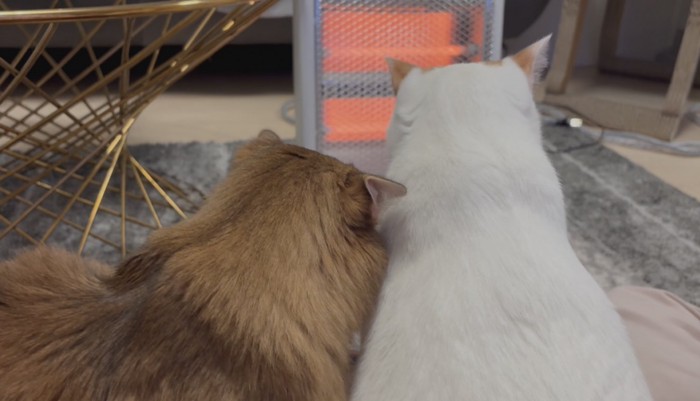 電気ストーブの前で寄り添う2匹の猫