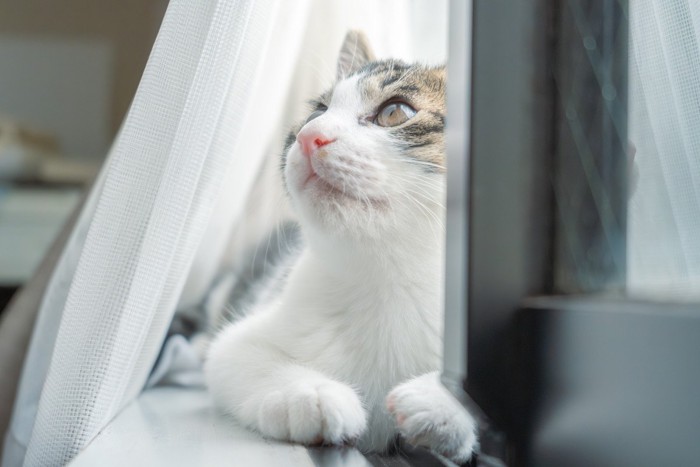 窓際にいる猫