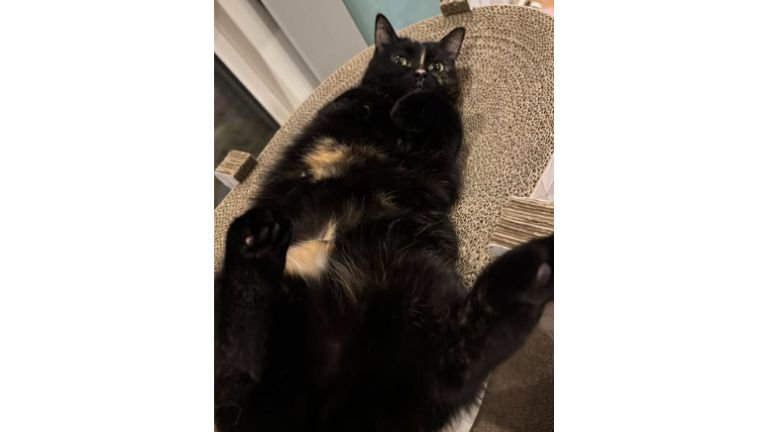 室内にいる猫
