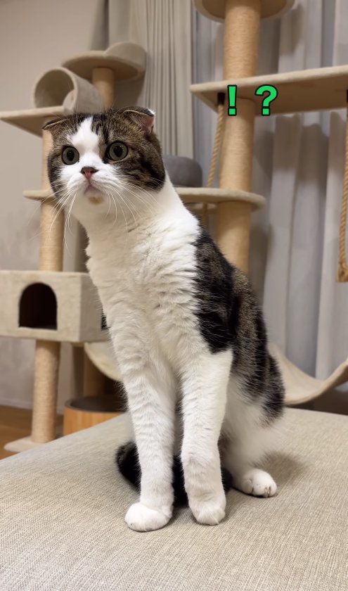 ソファの上でお座りしている猫「!?」