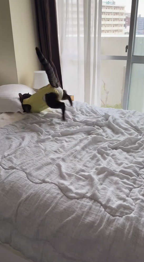 枕の下へ体をねじ込む猫