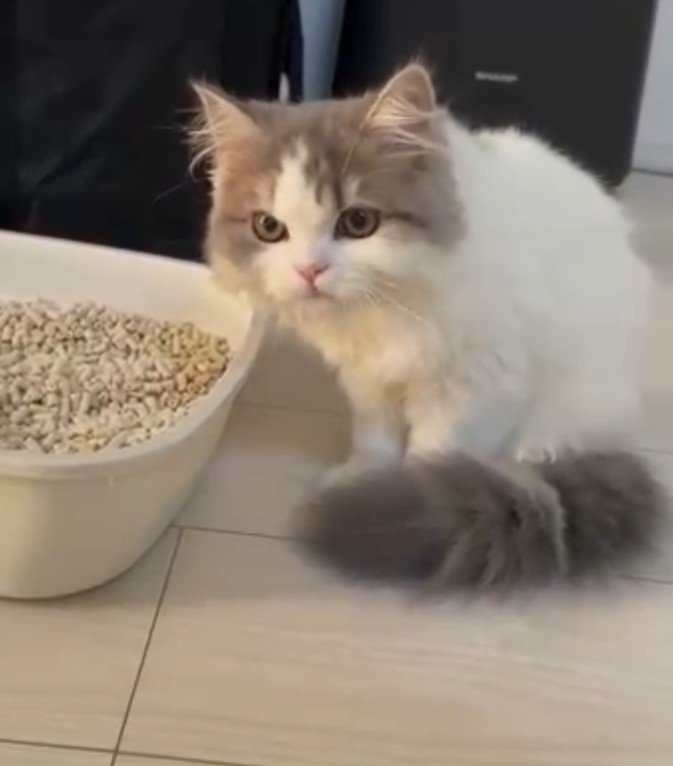 睨むように見つめる猫