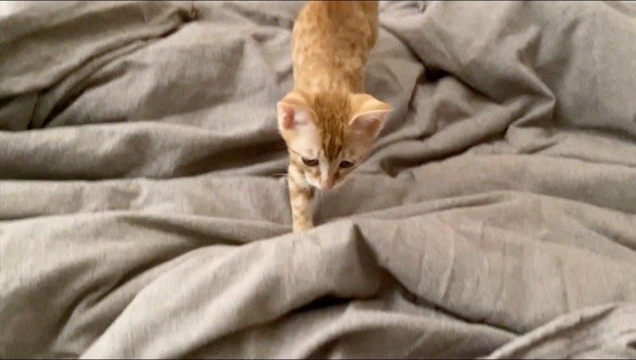 飼い主に近寄る猫