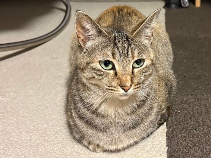 ラグの上に座り込む猫